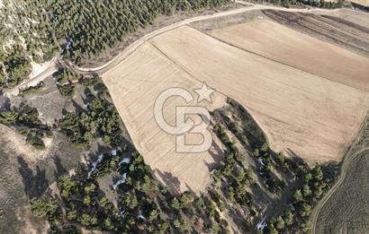 DENİZLİ BOZKURT SATILIK TARLA