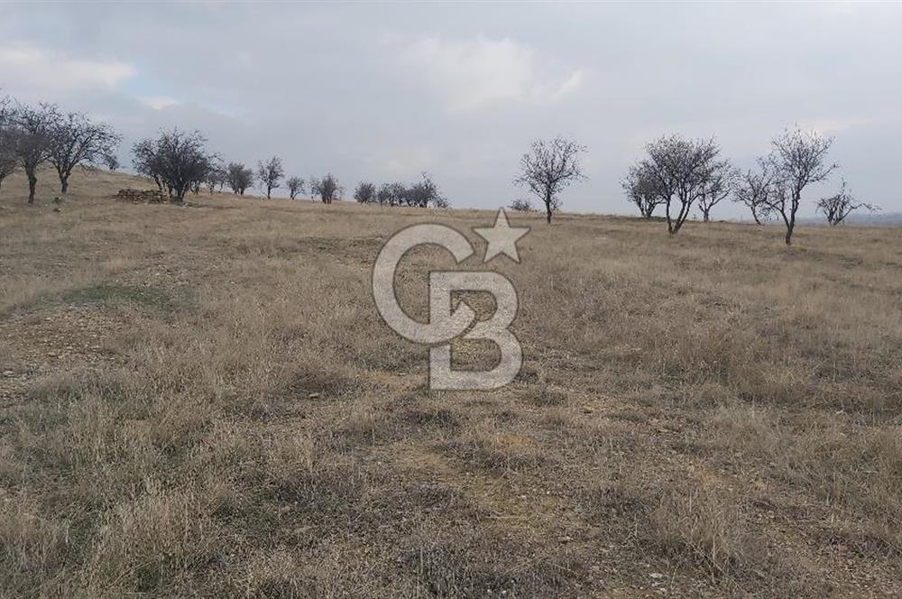 Afyon-Dazkırı Esentepe Mah.Engerek Mevkiinde İmar Sınırında 2.896 m² Satılık Bahçe