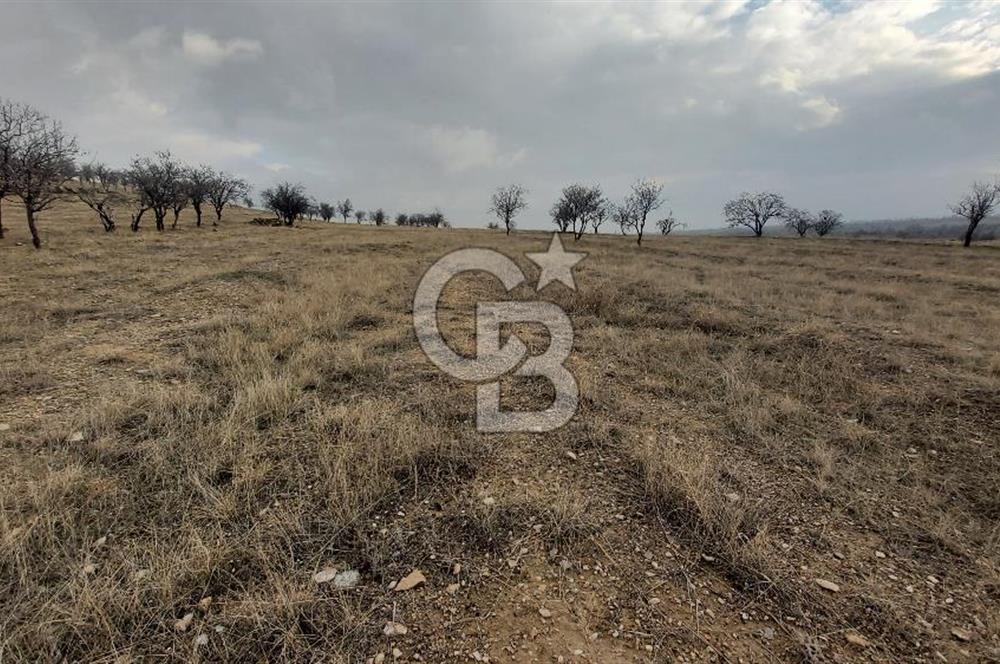 Afyon-Dazkırı Esentepe Mah.Engerek Mevkiinde İmar Sınırında 2.896 m² Satılık Bahçe