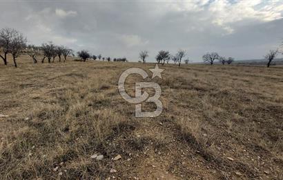 Afyon-Dazkırı Esentepe Mah.Engerek Mevkiinde İmar Sınırında 2.896 m² Satılık Bahçe