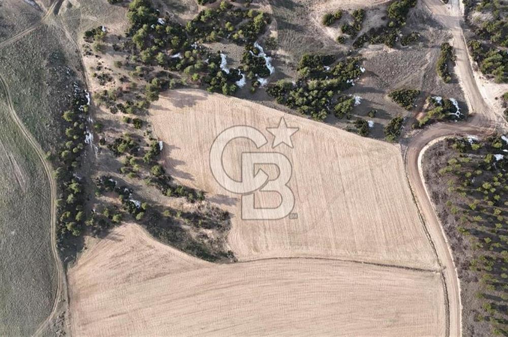 DENİZLİ BOZKURT SATILIK TARLA