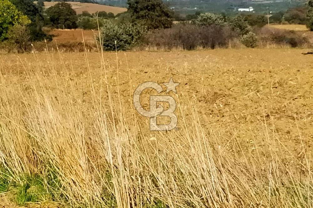 Bitişik 2 Parsel | Toplam ~15 Dönüm | Ana Yola Cepheli