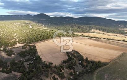 DENİZLİ BOZKURT SATILIK TARLA