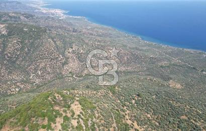 ASSOS ARIKLIDA FULL DENİZ MANZARALI | 215 m² MÜSTAKİL ZEYTİNLİK