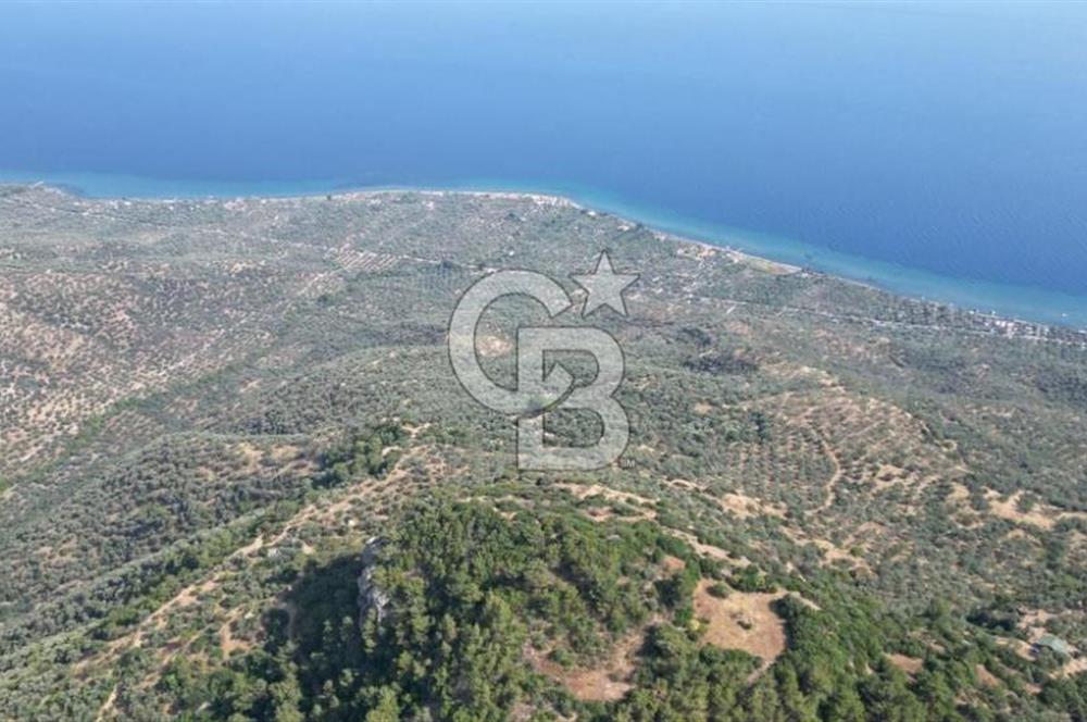 ASSOS ARIKLIDA FULL DENİZ MANZARALI | 215 m² MÜSTAKİL ZEYTİNLİK