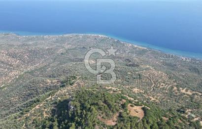 ASSOS ARIKLIDA FULL DENİZ MANZARALI | 215 m² MÜSTAKİL ZEYTİNLİK