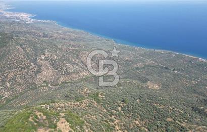 ASSOS ARIKLIDA FULL DENİZ MANZARALI | 215 m² MÜSTAKİL ZEYTİNLİK