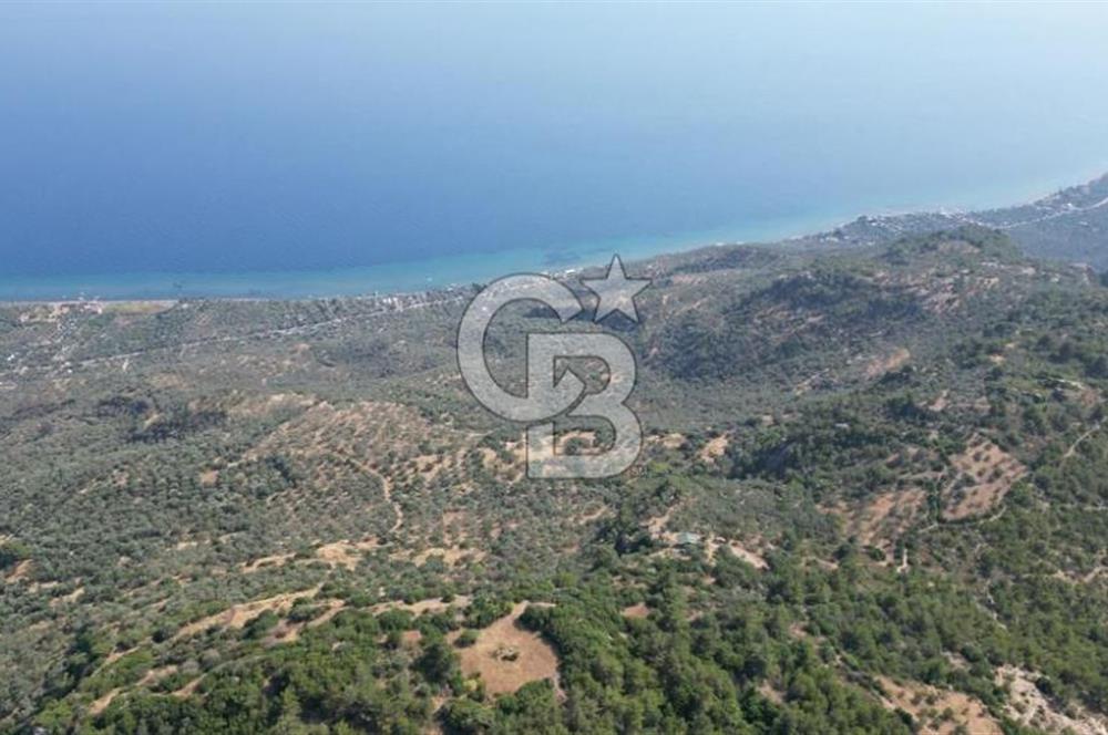 ASSOS ARIKLIDA FULL DENİZ MANZARALI | 215 m² MÜSTAKİL ZEYTİNLİK
