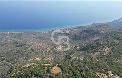 ASSOS ARIKLIDA FULL DENİZ MANZARALI | 215 m² MÜSTAKİL ZEYTİNLİK