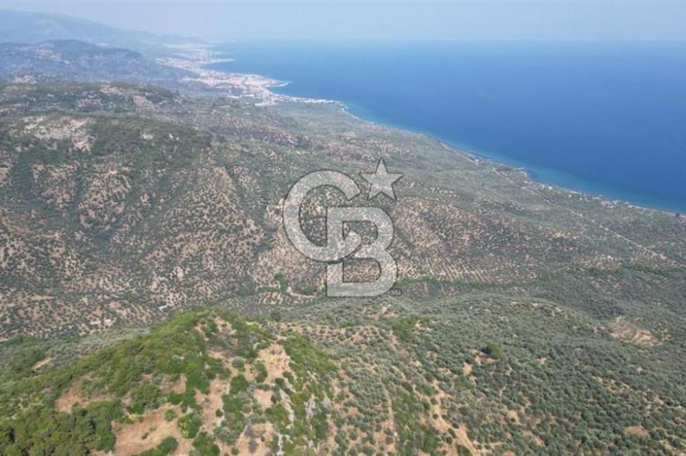 ASSOS ARIKLIDA FULL DENİZ MANZARALI | 215 m² MÜSTAKİL ZEYTİNLİK