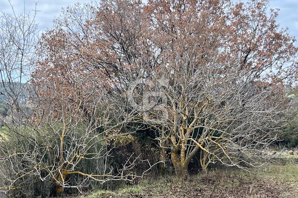 EVONA'DAN KARAKILIÇLI'DA SATILIK 16 DÖNÜM TARLA