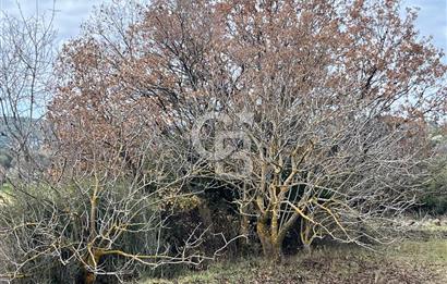 EVONA'DAN KARAKILIÇLI'DA SATILIK 16 DÖNÜM TARLA