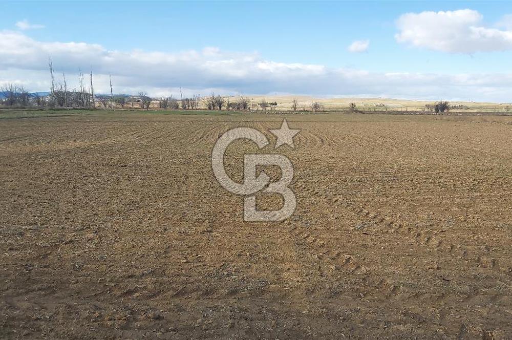 Afyon-Dazkırı Esentepe Mah.Aktaş Mevkiinde 4.210 m² Satılık Tarla