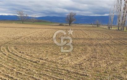 Afyon-Dazkırı Esentepe Mah.Aktaş Mevkiinde 4.210 m² Satılık Tarla