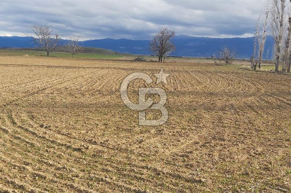 Afyon-Dazkırı Esentepe Mah.Aktaş Mevkiinde 4.210 m² Satılık Tarla