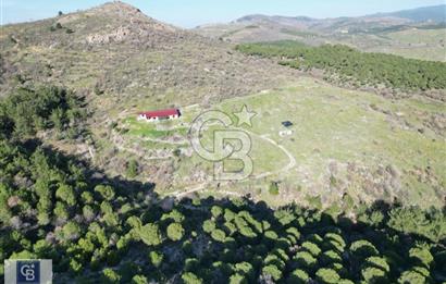 Ayvalık'ta Çiftlik Yapımına Uygun 36.760 m ²Ceviz  Bahçesi 