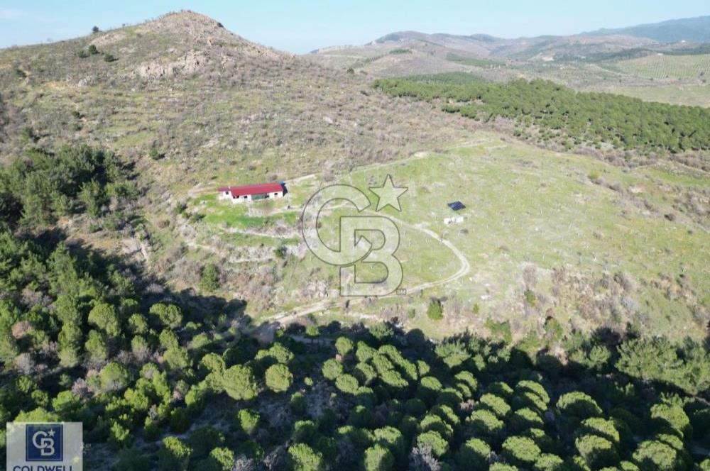 Ayvalık'ta Çiftlik Yapımına Uygun 36.760 m ²Ceviz  Bahçesi 