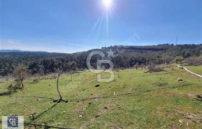 Ayvalık'ta Çiftlik Yapımına Uygun 36.760 m ²Ceviz  Bahçesi 