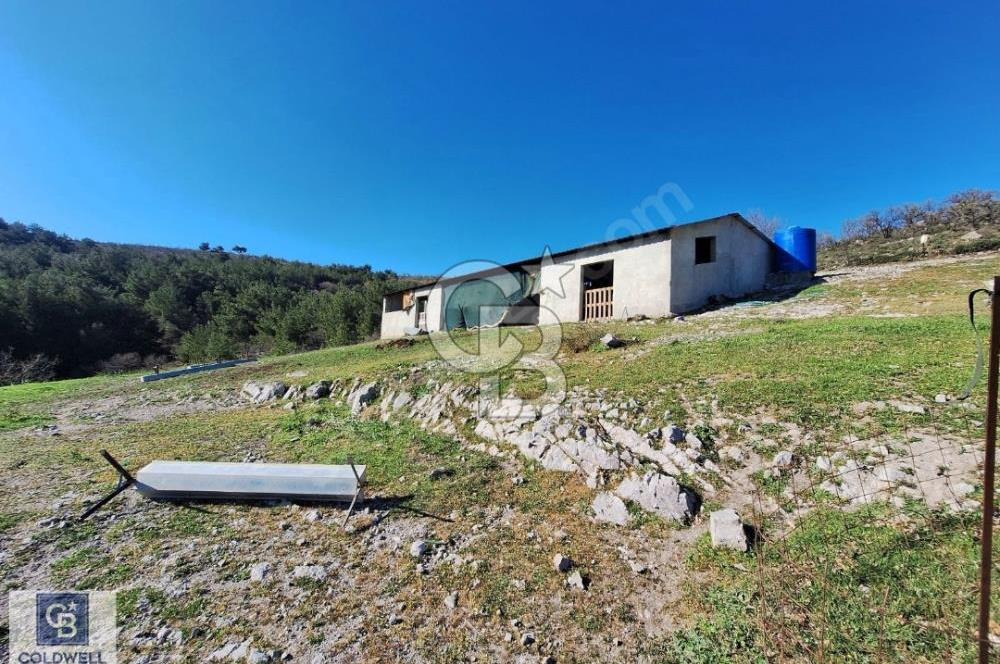 Ayvalık'ta Çiftlik Yapımına Uygun 36.760 m ²Ceviz  Bahçesi 