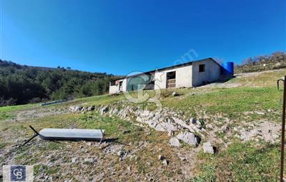 Ayvalık'ta Çiftlik Yapımına Uygun 36.760 m ²Ceviz  Bahçesi 