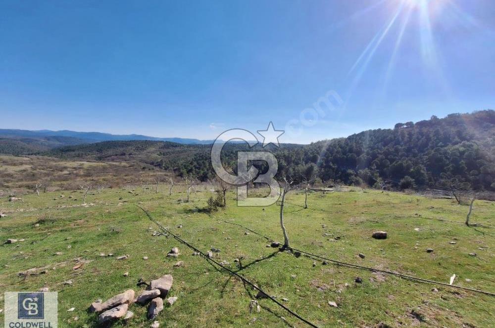 Ayvalık'ta Çiftlik Yapımına Uygun 36.760 m ²Ceviz  Bahçesi 