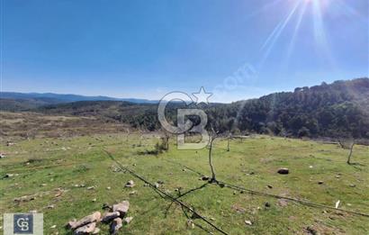 Ayvalık'ta Çiftlik Yapımına Uygun 36.760 m ²Ceviz  Bahçesi 