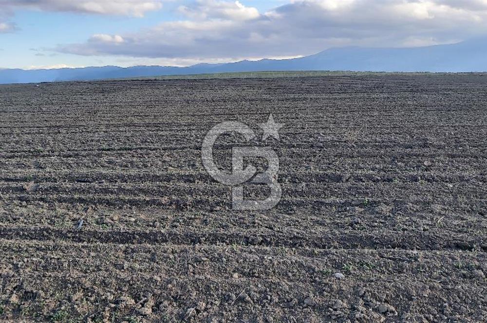 Afyon-Dazkırı Esentepe Mah.Karacan Mevkiinde 3.130 m² Satılık Tarla