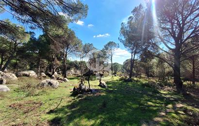 Ayvalık Bağyüzü'nde Satılık Yola Cepheli Yatırıma Uygun Hobi Bahçesi 