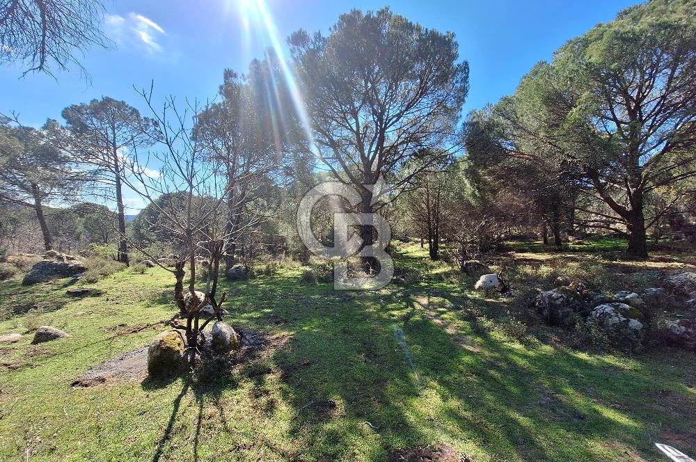 Ayvalık Bağyüzü'nde Satılık Yola Cepheli Yatırıma Uygun Hobi Bahçesi 