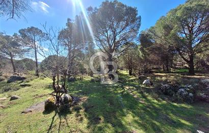 Ayvalık Bağyüzü'nde Satılık Yola Cepheli Yatırıma Uygun Hobi Bahçesi 
