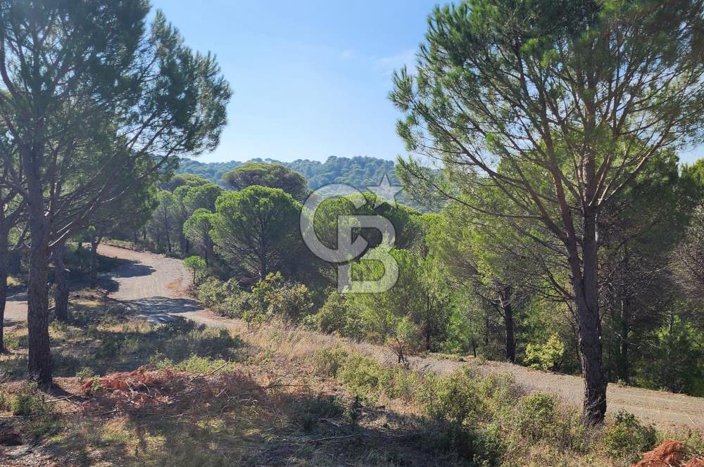 Ayvalık Bağyüzü'nde Satılık Yola Cepheli Yatırıma Uygun Hobi Bahçesi 