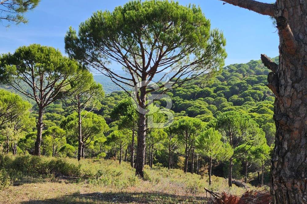 Ayvalık Bağyüzü'nde Satılık Yola Cepheli Yatırıma Uygun Hobi Bahçesi 