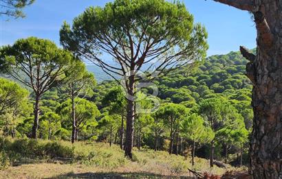 Ayvalık Bağyüzü'nde Satılık Yola Cepheli Yatırıma Uygun Hobi Bahçesi 