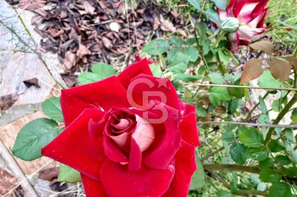 Yakaköy'de Doğa İçinde Satılık Bahçeli Müstakil Taş Ev