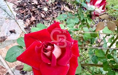 Yakaköy'de Doğa İçinde Satılık Bahçeli Müstakil Taş Ev