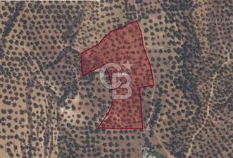 PELİTKÖY'DE YOLA 120 MT CEPHELİ,KÖYE 700 MT - 14 DÖNÜM ZEYTİNLİK - 4 - 325556