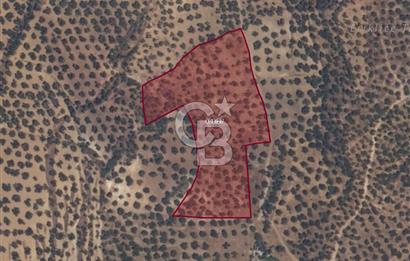 PELİTKÖY'DE YOLA 120 MT CEPHELİ,KÖYE 700 MT - 14 DÖNÜM ZEYTİNLİK