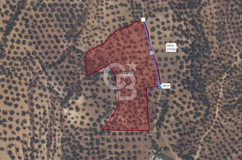 PELİTKÖY'DE YOLA 120 MT CEPHELİ,KÖYE 700 MT - 14 DÖNÜM ZEYTİNLİK