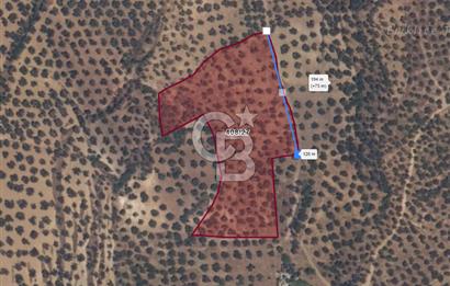 PELİTKÖY'DE YOLA 120 MT CEPHELİ,KÖYE 700 MT - 14 DÖNÜM ZEYTİNLİK