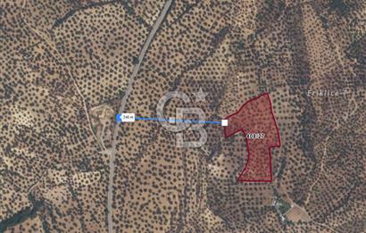 PELİTKÖY'DE YOLA 120 MT CEPHELİ,KÖYE 700 MT - 14 DÖNÜM ZEYTİNLİK