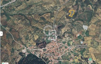 PELİTKÖY'DE YOLA 120 MT CEPHELİ,KÖYE 700 MT - 14 DÖNÜM ZEYTİNLİK