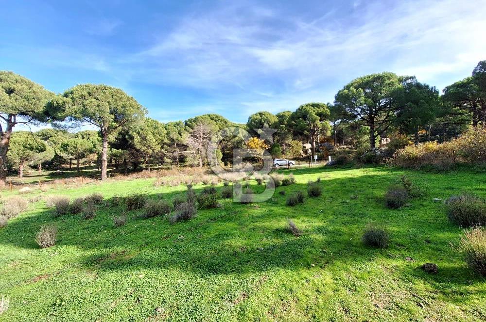 Ayvalık Bağyüzü'nde 8003 m² Tarım İmarlı Yatırımlık Arazi 