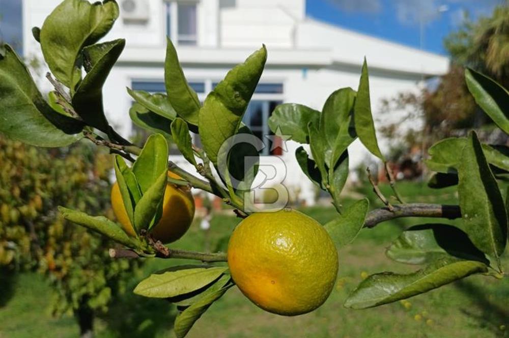 SEFERİHİSAR ULAMIŞ’TA | MÜSTAKİL TAPULU | 750 m² ARSA İÇİNDE | 3+1 (5+1’e UYGUN) VİLLA