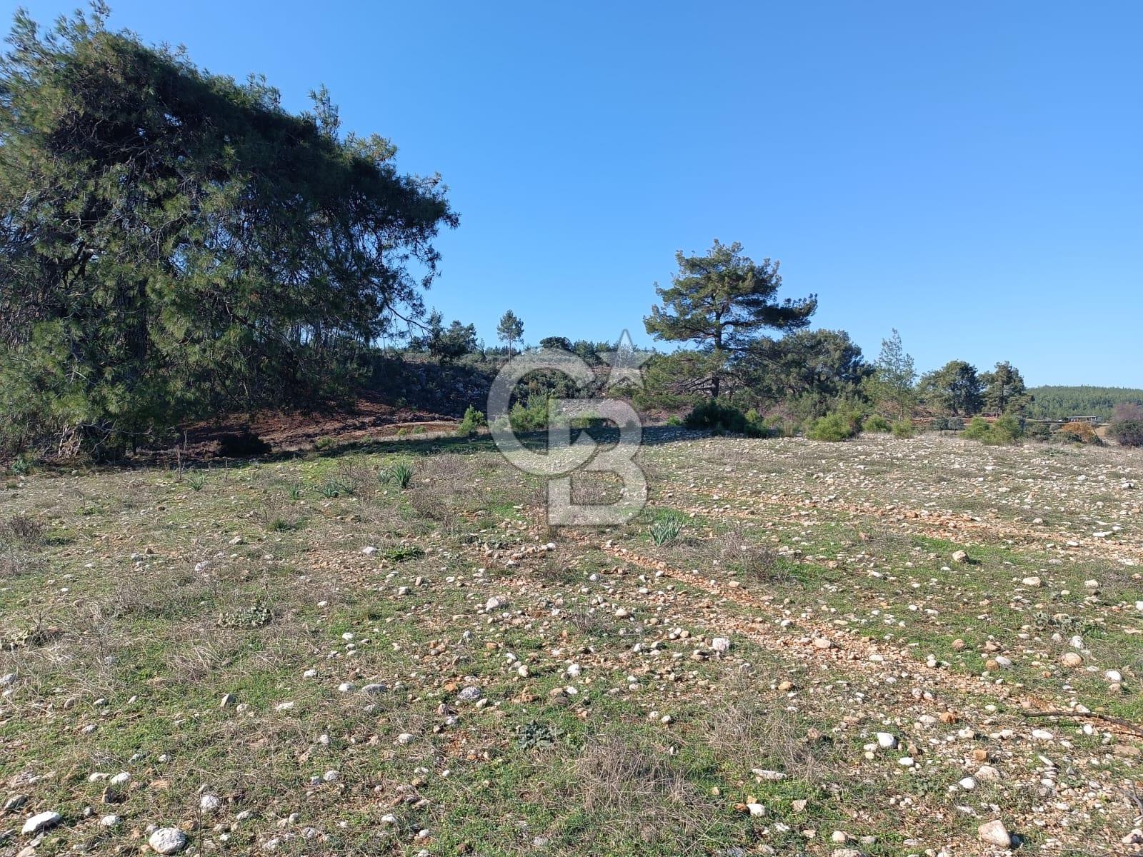 AKSU ORMAN İÇERISİNDE YEŞILKARAMAN'DA SATILIK TARLA