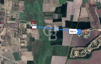 AKHİSAR SÜLEYMANLI DEĞERİ YÜKSEK ZEYTİN BAHÇESİ