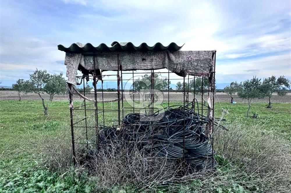 AKHİSAR SÜLEYMANLI DEĞERİ YÜKSEK ZEYTİN BAHÇESİ