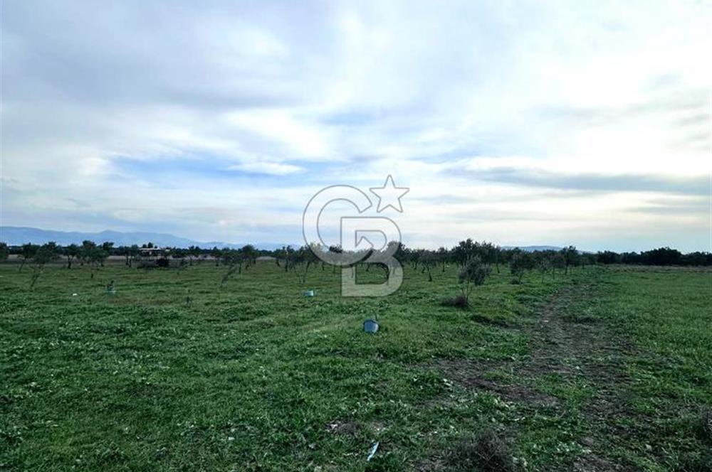 AKHİSAR SÜLEYMANLI DEĞERİ YÜKSEK ZEYTİN BAHÇESİ