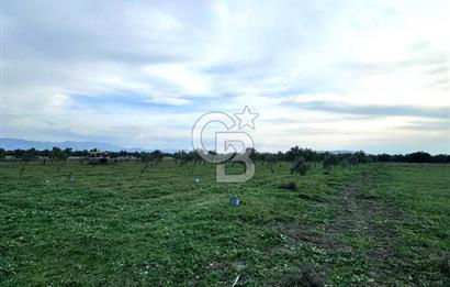 AKHİSAR SÜLEYMANLI DEĞERİ YÜKSEK ZEYTİN BAHÇESİ