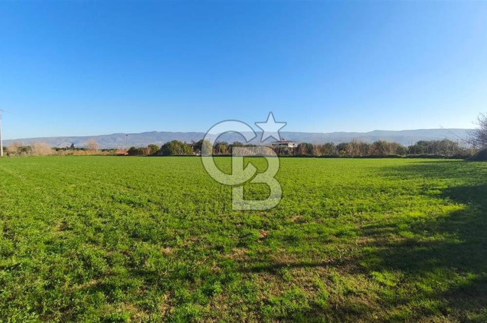 Aydın Kuyucak Horsunluda Otoyola 150 m 10 Adet İmarlı Arsa