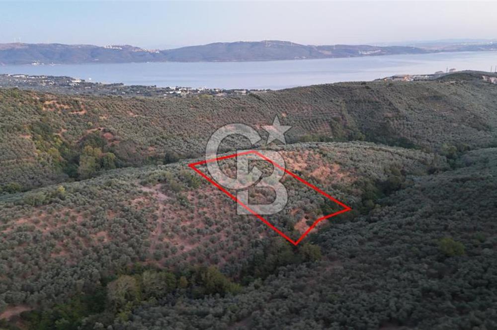 BALIKESİR ERDEK' DE DENİZ MANZARALI ZEYTİNLİK ARSA